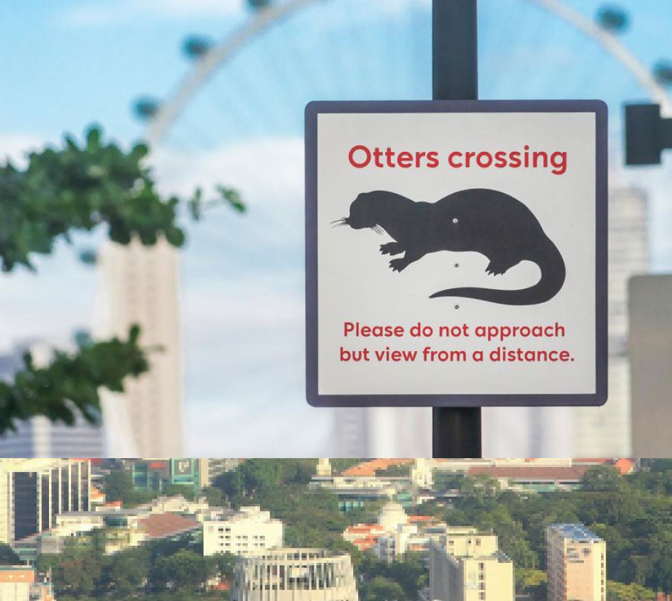 How We Categorise Urban Wildlife Decides Their Fates in Our City