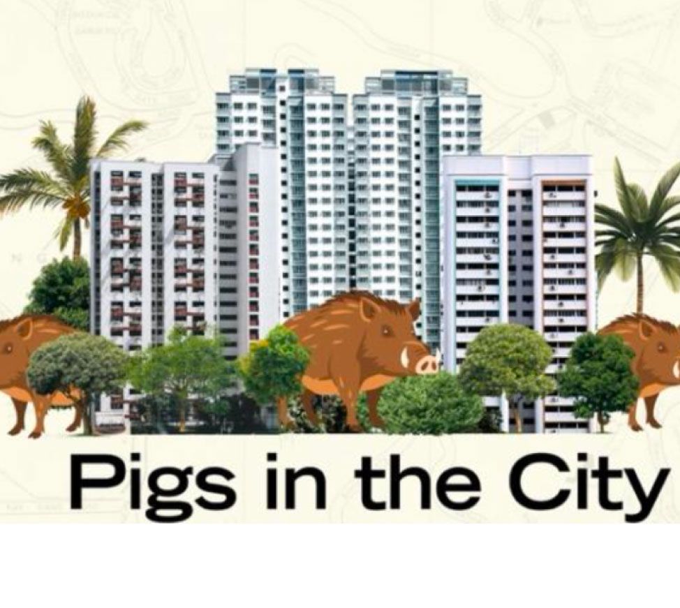 Pigs in the City: Revisiting How Humans Can Coexist with Wild Boars